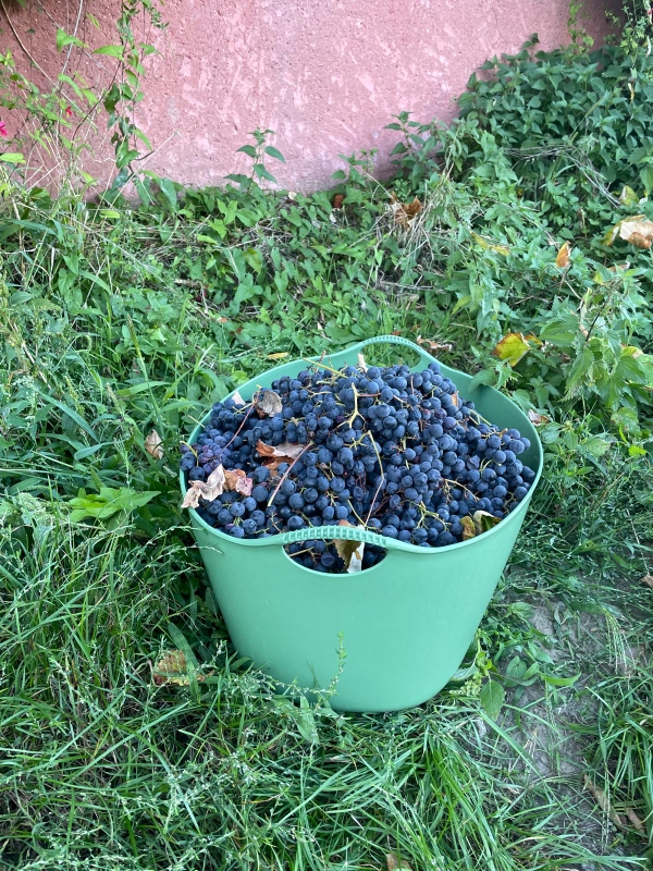 Récolte de raisins